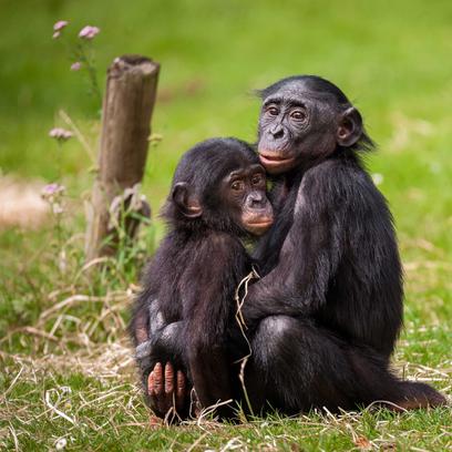 Dierenpark amersfoort 2e kaartje gratis